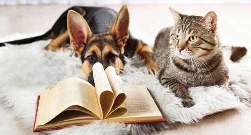 Dog and cat laying next to a book